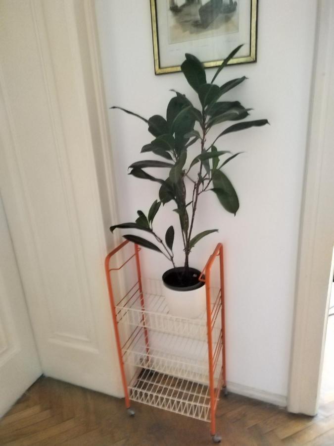 Monica'S House Hostel Βελιγράδι Εξωτερικό φωτογραφία