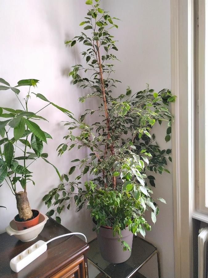 Monica'S House Hostel Βελιγράδι Εξωτερικό φωτογραφία
